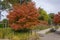 Amelanchier lamarckii shadbush colorful autumnal shrub branches full of beautiful red orange yellow leaves