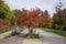 Amelanchier lamarckii shadbush colorful autumnal shrub branches full of beautiful red orange yellow leaves