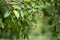 Amelanchier lamarckii unripe fruits on branches, group of berry-like pome fruits called serviceberry or juneberry