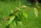 Amelanchier leavis bush detail of twis fruit of the toadstool and fresh leaves close up