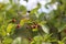 Amelanchier ovalis berry, commonly known as snowy mespilus