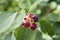 Amelanchier ovalis tasty ripening fruits berries