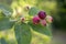 Amelanchier ovalis tasty ripening fruits berries