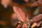 Amelanchier red foliage in autumn