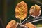 Amelanchier red foliage in autumn