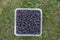 Amelanchier ripened fruits serviceberries in square plastic box, harvested tasty shadbush juneberry in green grass