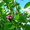 Amelanchier, Saskatoon. Berry brush on the background leaves