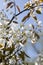 Amelanchier spicata tree in bloom, service berry white ornamental flowers and buds