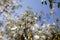 Amelanchier spicata tree in bloom, service berry white ornamental flowers and buds