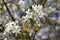 Amelanchier spicata tree in bloom, service berry white ornamental flowers and buds