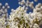 Amelanchier spicata tree in bloom, service berry white ornamental flowers and buds