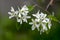 Amelanchier spicata tree in bloom, service berry white ornamental flowers and buds