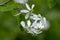 Amelanchier spicata tree in bloom, service berry white ornamental flowers and buds