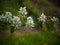 Amelanchier tree bloom in the garden. Summer background. Spring. Flowering branch