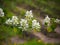 Amelanchier tree bloom in the garden. Summer background. Spring. Flowering branch