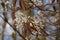 Amelanchier twigs with white flowers and young red leaves.