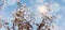 Amelanchier, white spring blossom against blue sky background.