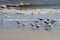 Amelia Island, Florida, USA: Laughing gulls and royal terns