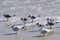 Amelia Island, Florida, USA: Laughing gulls and royal terns