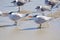 Amelia Island, Florida, USA: Laughing gulls and royal terns