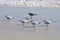 Amelia Island, Florida, USA: Laughing gulls and royal terns