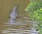 Amelia island gator presents a menacing face as it swims close to the river bank