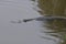 Amelia island gator slowly swims by keeping an eye open for prey