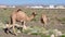 Ð¡amels in the desert in Oman. Camels chewing grass