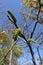 Aments of english walnut against the sky