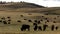 Amerian  Bison known as Buffalo, Custer State Park