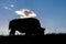 Amerian  Bison known as Buffalo, Custer State Park