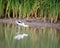 America Avocet near the Tule