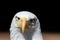 America gone mad. Cross-eyed American bald eagle. USA national b