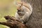 America Grey Squirrel