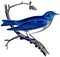 America Mountain Bluebird.