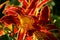 America. Red flowers daylily