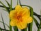 America`s Favorite Daylily