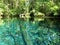 America`s largest spring sits untouched within Silver Springs State Park