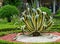 American agave Agave americana striped â€” species of Agave genus, Agave subfamily, Asparagus family in landscape spring Sochi