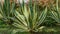 American agave Agave americana striped â€” species of Agave genus, Agave subfamily, Asparagus family in Sochi.