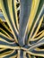American agave, yellow agave, pita