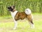 American Akita