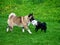 American Akita and the adorable little Belgian Shepherd Schipperke play with a football ball