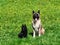 The American Akita and the adorable little Belgian Shepherd Schipperke sit on the green grass