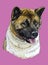 American akita colorful vector hand drawing portrait