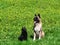 The American Akita dog and the adorable little Belgian Shepherd Schipperke sit on the green grass