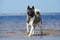 American akita dog on the beach in summer