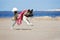 American akita dog playing on a beach