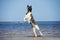 American akita dog playing on a beach