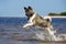 American akita dog playing on a beach